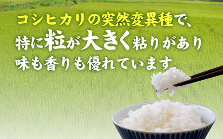 【先行予約】【内田農園・ピロール米】令和7年産 福井県産いのちの壱 3kg 精米 減農薬栽培 【10月下旬順次発送】 [A-168001_02] / 3kg 精米