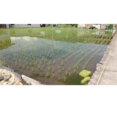 ふるさと納税 韮崎市 令和6年産キヌヒカリ(白米)5kg×1袋 |  | 03