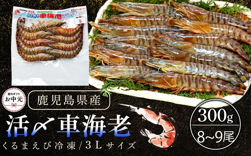 
            【お中元用】活き〆冷凍車海老　300g（3Lサイズ）8~9尾入り
          