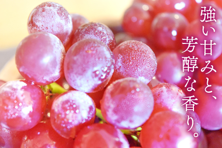 C-560 早出し 椋さんのこだわりデラウェア 2kg