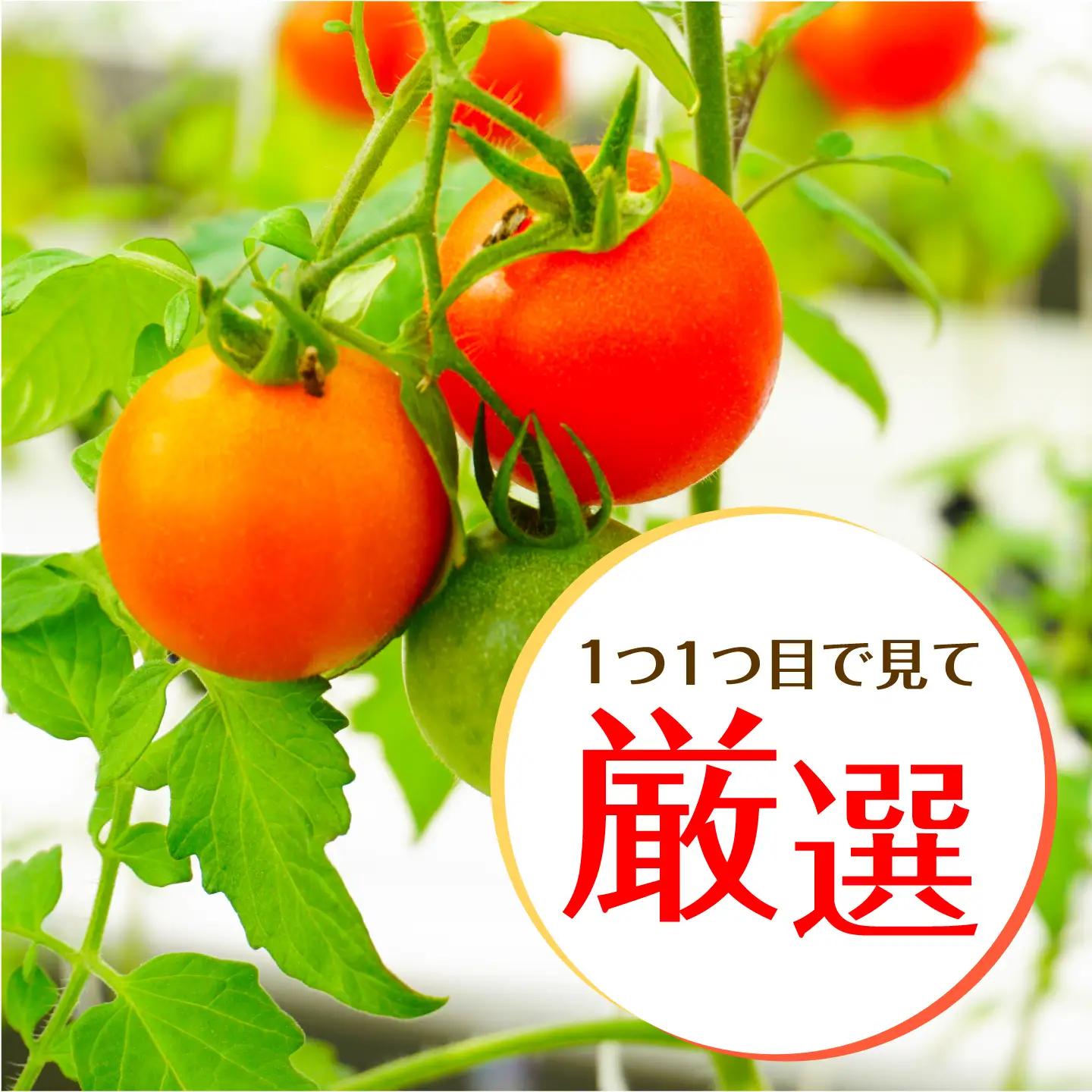 先行予約 ミニトマト 1kg[QBG003]