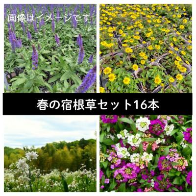 ふるさと納税 美作市 武蔵　春凄草宿根草セット(はるすごそう　しゅっこんそう)