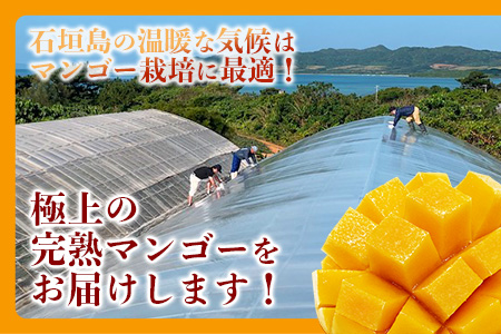 石垣島産完熟マンゴー（約 1～1.2 kg：２～４個） KP-11 【 産地直送 旬 フルーツ 新鮮 完熟 マンゴー 石垣 沖縄 】