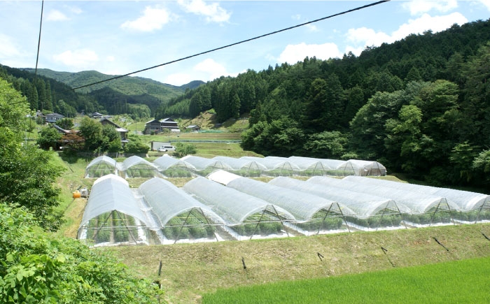石川農園 みんなで飲もっか！トマトジュースセットＥ