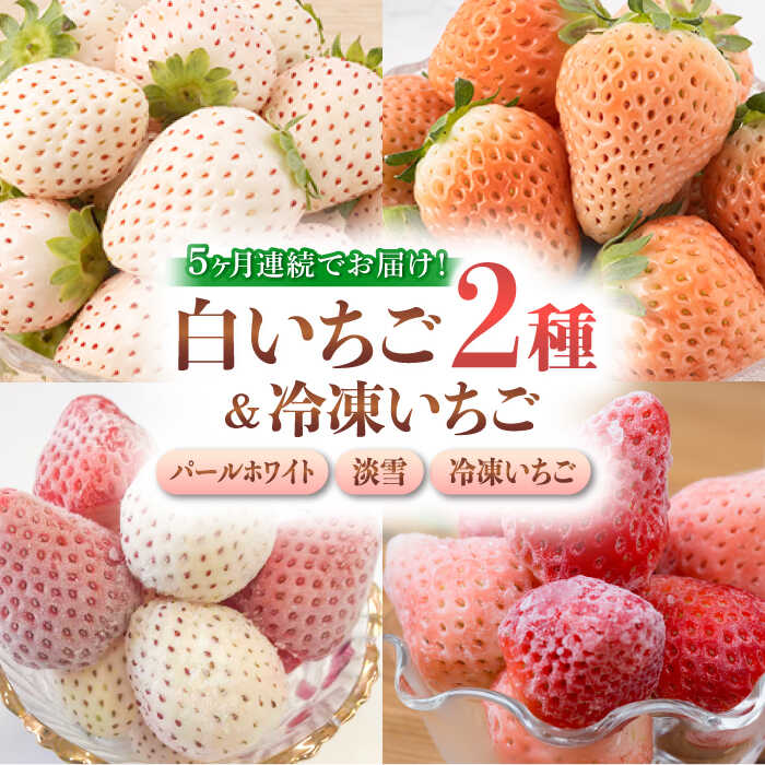 【ふるさと納税】【2026年発送分 先行予約】【全5回定期便】白いちご2種と冷凍いちご / いちご イチゴ 苺 果物 フルーツ 定期便 / 佐賀県ふるさと納税 [41AAZZ004]