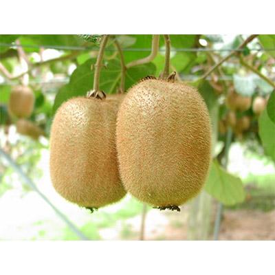 ふるさと納税 紀の川市 和歌山県産キウイフルーツ約3.6kg(サイズおまかせ)・秀品 |  | 02
