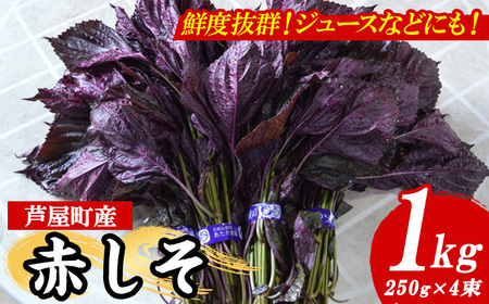 ≪先行予約受付中！2025年6月上旬より順次発送予定≫福岡県芦屋町特産 赤しそ(計1kg・250g×4束) 紫蘇 シソ あかしそ 赤しそ 芦屋町産 しそジュース 葉 手作り 手づくり 野菜 やさい 生鮮品【朝ごはん本舗】as05-066