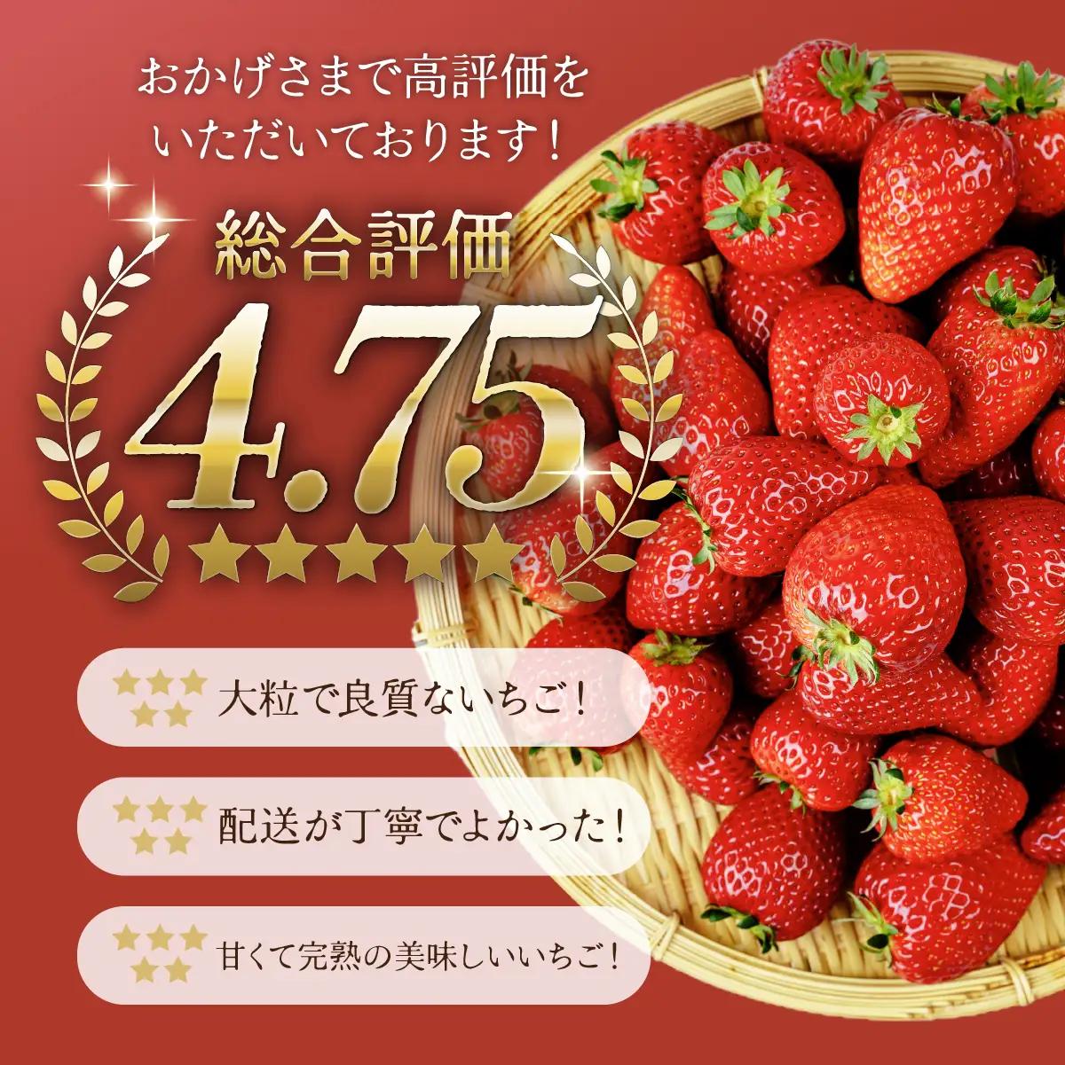 いちご【3月以降発送】朝採れとちあいか レギュラー 約270g×2パック 合計 約540g | いちご 栃木県 茂木町