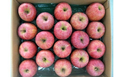 りんご（サンふじ）５ｋｇ　１１～２０玉　ご家庭用　0056-2620