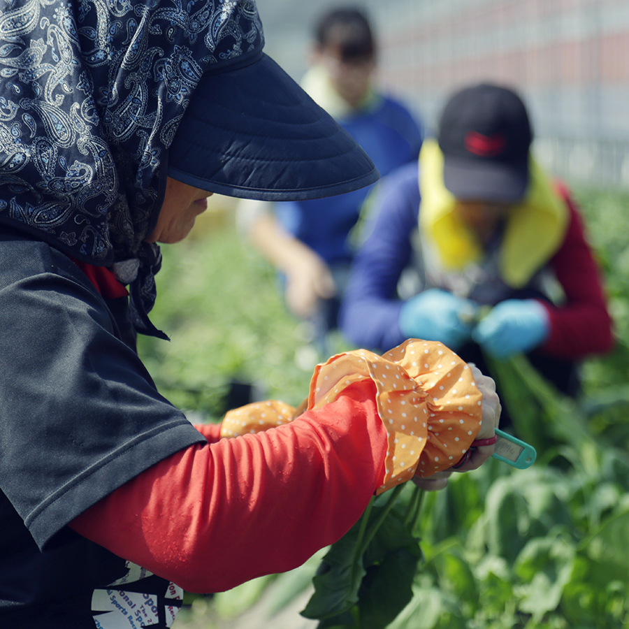 【土佐野菜】朝採れ土佐野菜とはでかけ米2kgセット　定期便6回