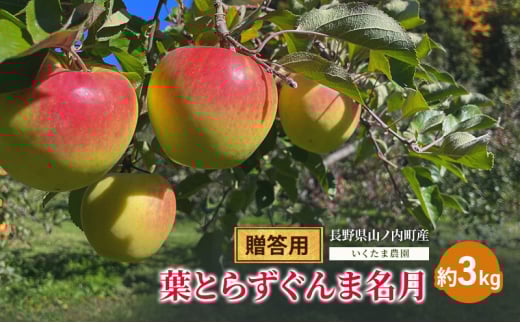 【2026年発送】贈答用 葉とらずぐんま名月　約3kg リンゴ りんご フルーツ 果物 お取り寄せ 長野県 山ノ内町