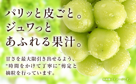 シャインマスカット 約700g （ 1房 ） マスカット ぶどう 葡萄 フルーツ 果物 旬 なかしま果樹園 《8月下旬-9月末頃出荷》 熊本県 荒尾市 ギフト 美味しいシャインマスカット 旬のシャイン
