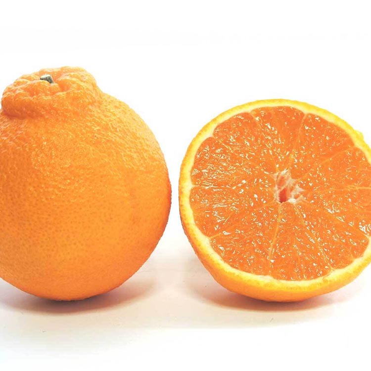 不知火（しらぬい） オレンジ みかん 家庭用 2kg ｜ 訳あり 和歌山みかん オレンジ フルーツ 果物 ※北海道・沖縄・離島への配送不可 ※2026年2月下旬～3月下旬頃に順次発送予定