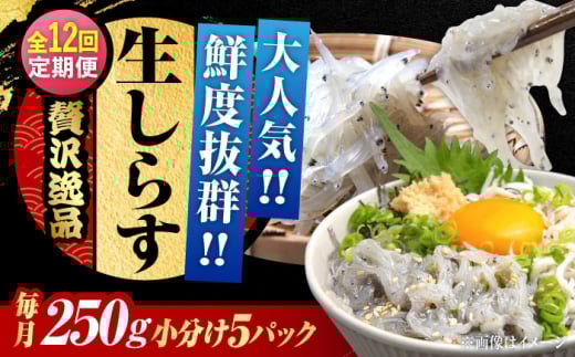 【全12回定期便】生しらすのプリッした食感と塩味が抜群！生しらす50gX5個 冷凍 シラス 鮮魚 ギフト 海鮮丼 広島県産 江田島市/三島水産株式会社 [XCN013]