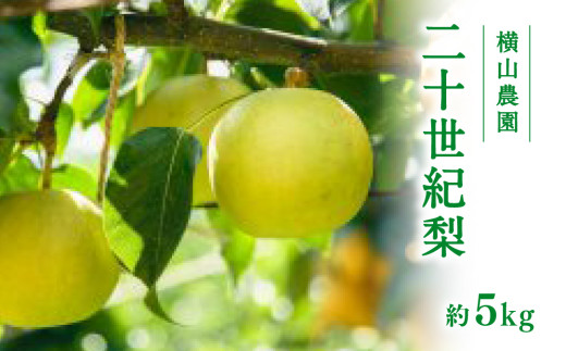 【先行予約】横山農園 二十世紀梨 5kg(10～18玉) 梨 なし フルーツ 果物 くだもの 鳥取県 佐治 梨 なし ナシ