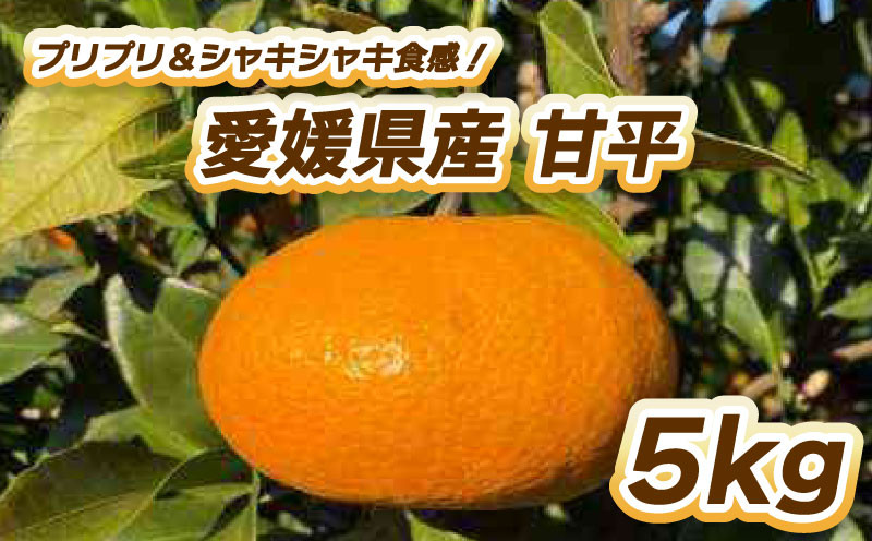 
                  【2027年2月中旬頃から順次発送】プリプリ＆シャキシャキ食感！甘平 5㎏  柑橘 果物 フルーツ  みかん 甘平 松山市 愛媛県
                
