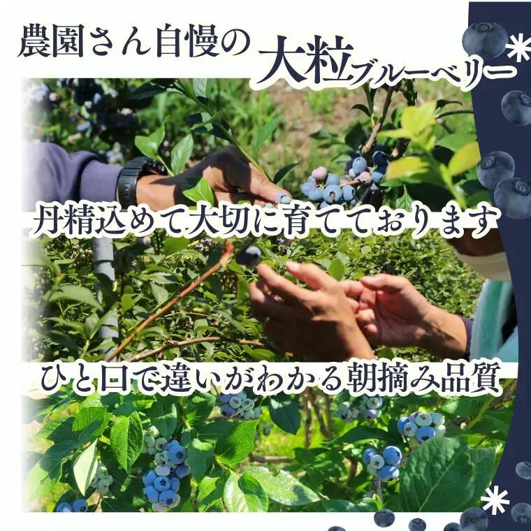 KB02 ブルーベリー 約600g ／ 2026年6月下旬頃から発送予定//南信州 国産 長野県産 フレッシュブルーベリー 大粒 甘い 人気 新鮮 厳選 贈答