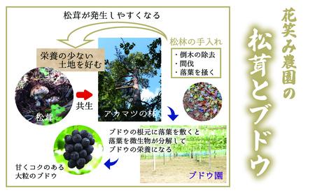 【2616-0480】岡山 花笑み農園 超希少！早『松茸』100g 梅雨の恵み (6月から7月発送)