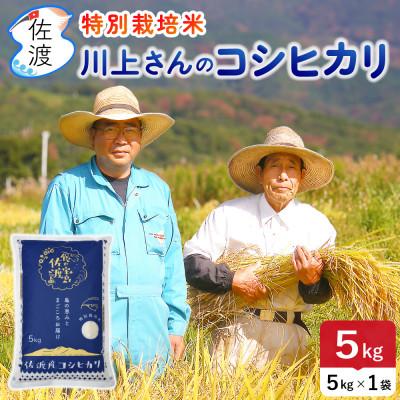 ふるさと納税 佐渡市 佐渡島産 川上さんのコシヒカリ 白米5kg 令和7年産 特別栽培米 【食の宝島佐渡】