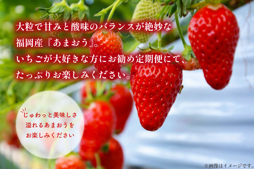 【期間限定発送】 いちご 定期便 あまおう デラックス 3p 3回 総計9p [THE FARM_strawberry 福岡県 宇美町 um40azo780004] イチゴ 苺 フルーツ 果実 甘い 小分け