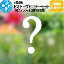 【ふるさと納税】水辺植物 ビオトープビギナーセット（姫スイレン+水辺植物3種類）