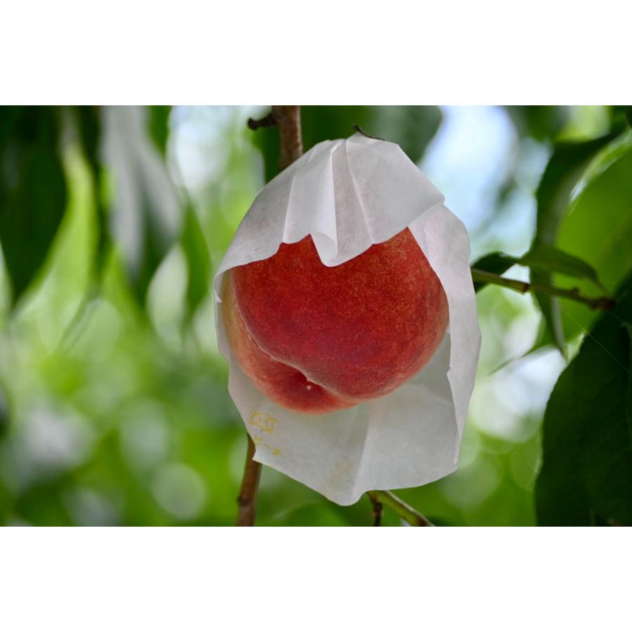 ＜Bonchi＞甲州市産 桃 5kg(10～13個入) 自然農法