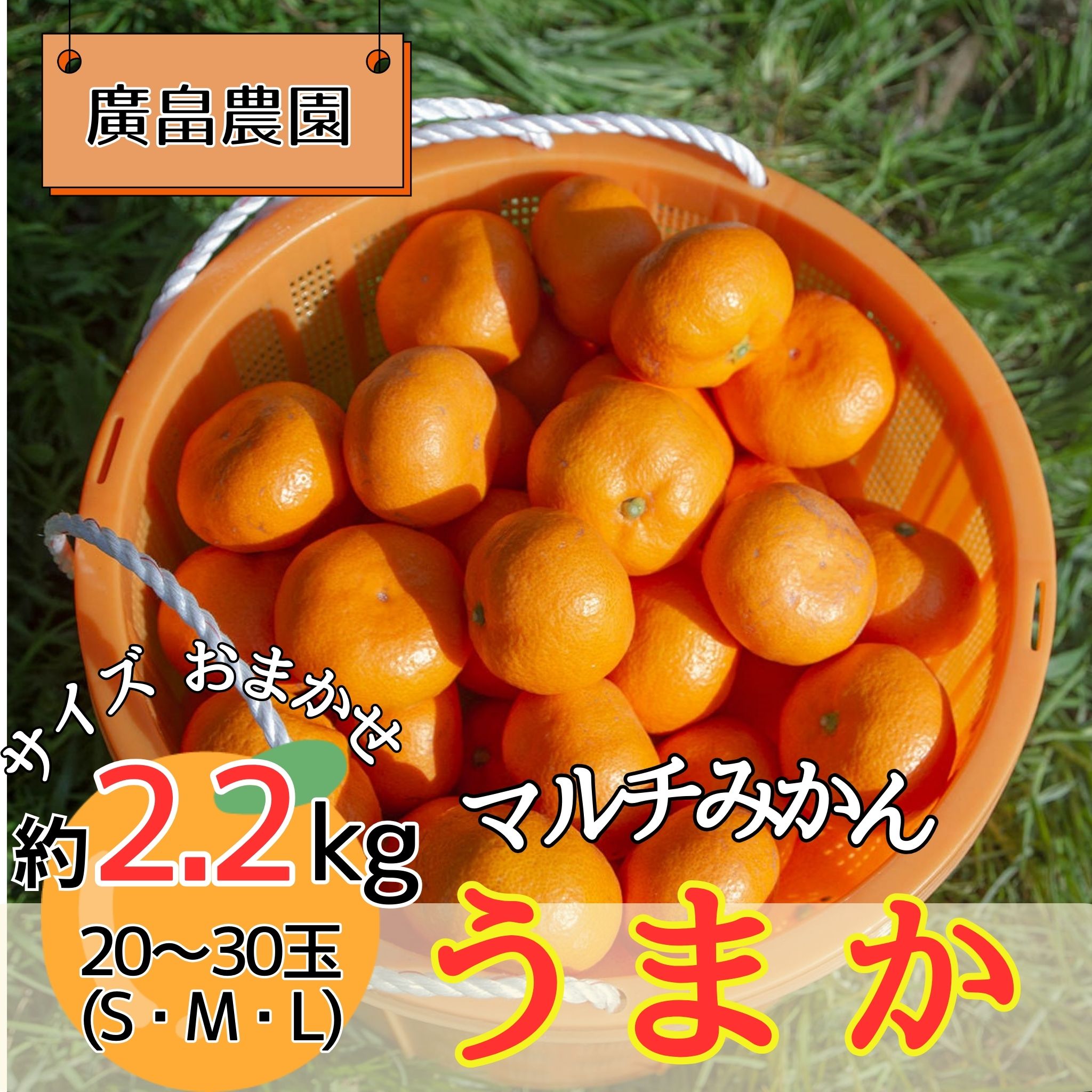 【ふるさと納税】丹精込めて育てました！マルチみかん「うまか」《11月中旬-12月末頃に出荷予定(土日祝除く)》【配送不可地域あり】※離島 みかん ミカン 蜜柑 早生 柑橘 佐那河内 徳島県 箱入り 化粧箱 S M L フルーツ 果物 くだもの 贈答 進物