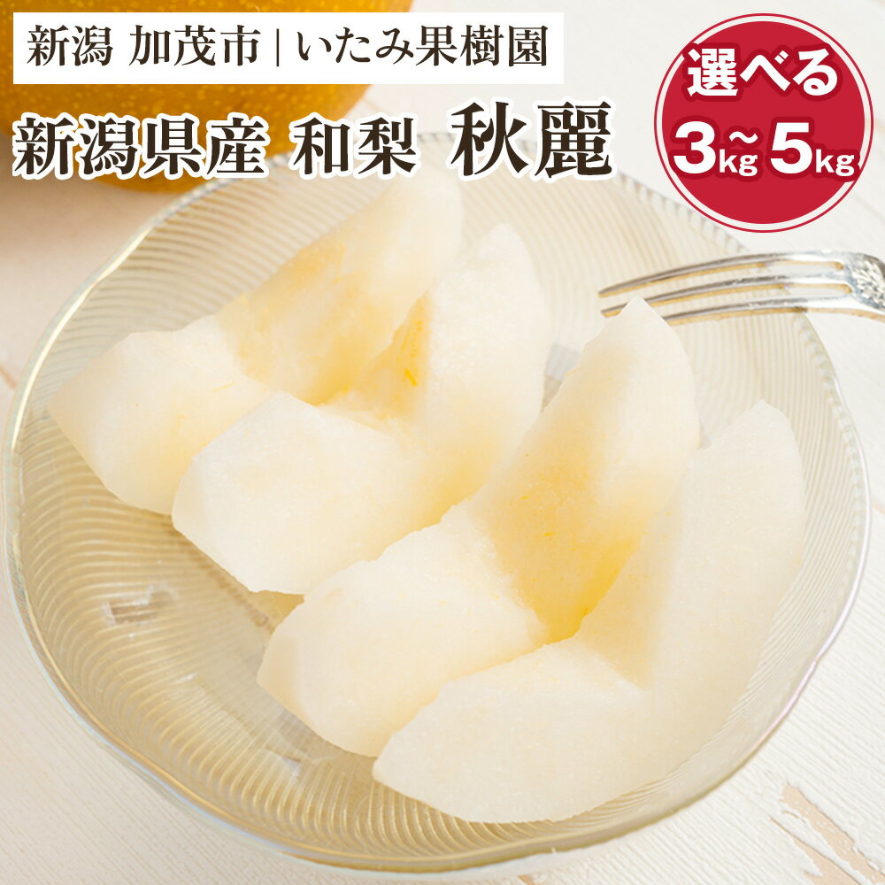 【ふるさと納税】【2026年先行予約】【厳選】新潟県産 和梨 秋麗梨 選べる内容量 「3kg」or「5kg」《8月中旬以降発送》 和梨 なし ナシ 果物 しゅうれい フルーツ 加茂市 いたみ果樹園