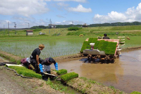 《新米受付》令和7年産【無洗米】特別栽培米 ササニシキ 5kg 秋田県産【2025年12月出荷】