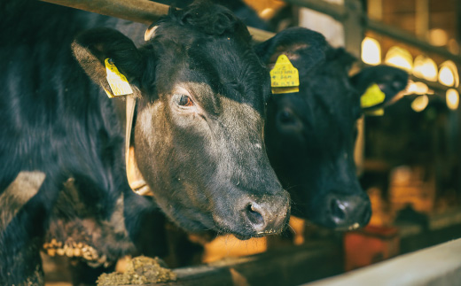 【感謝・期間限定100g付き】 ＜100個限定＞ 牧場直送 四万十牛（メス牛）特選 サーロインステーキ 約500g（400g＋100g） 高知 しまんと 四万十 肉 牛肉 黒毛和牛 四万十市 霜降り 