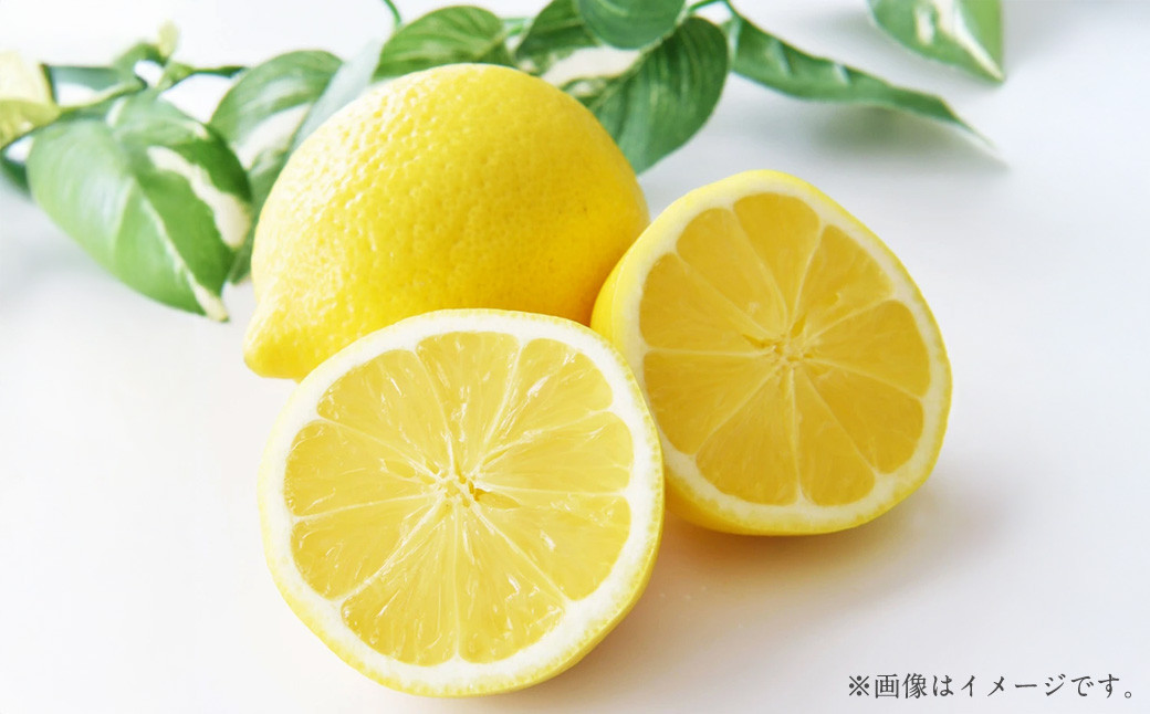 
            国産レモン 3kg【2026年12月上旬-2027年1月下旬まで順次発送予定】 ｜ フルーツ 果物 レモン 柑橘 れもん 檸檬 国産 静岡県 菊川市
          