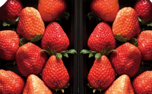 佐賀産 いちご　ほのか・さがほのか ４パック　※写真はイメージです