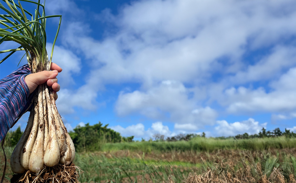 【2026年1月より順次発送】久米島の潮風育ち！島らっきょう 500g 農家直送 国産 新鮮 旬 沖縄 島野菜 鮮度 塩漬け 天ぷら 肉巻き キムチ 漬け物 レシピ アレンジ 人気 おつまみ シャキシ