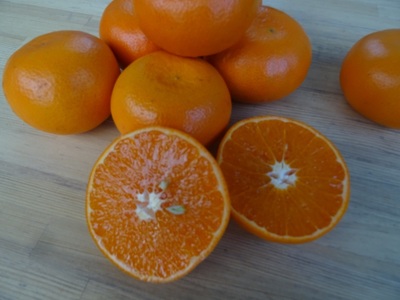 [2025年12月下旬頃から発送] 温州みかん 5kg｜先行予約 みかん フルーツ 果物 柑橘 [0535]