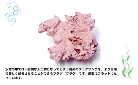 フラグプラグロック | 水槽 新潟県 出雲崎町