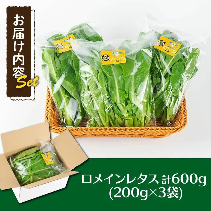 《先行予約受付中！2026年9月以降順次発送》お肉が別腹になるレタス 計600g (200g×3袋) 国産 九州産 鹿児島県産 湧水町産 野菜 やさい レタス ロメインレタス 焼肉 焼き肉 バーベキュ