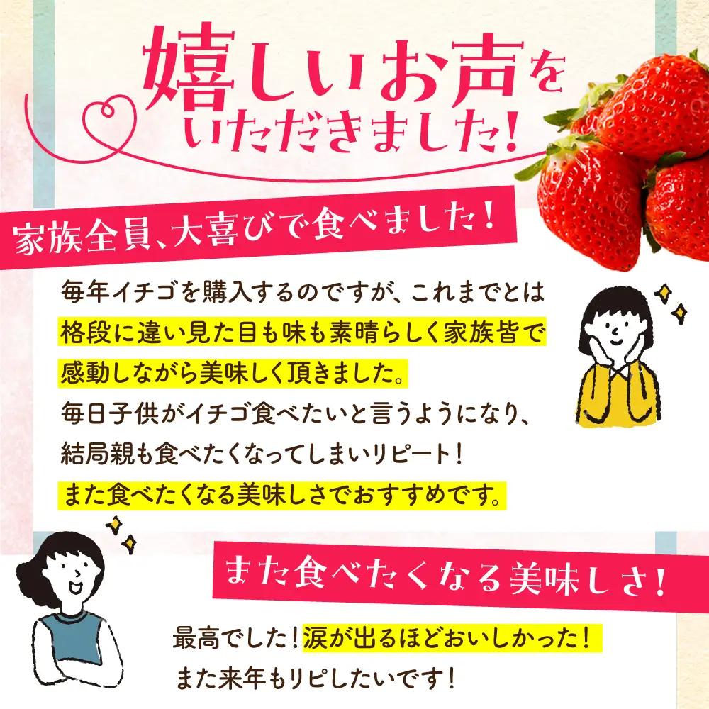 【先行予約】【2?4月発送】さがほのか250g×4 HAF024 いちご 果物 フルーツ いちご
