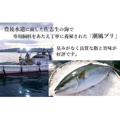 ふるさと納税 臼杵市 うすき産潮風ぶり(約3kg弱)・1本丸ごとお届け! 下処理なし |  | 01