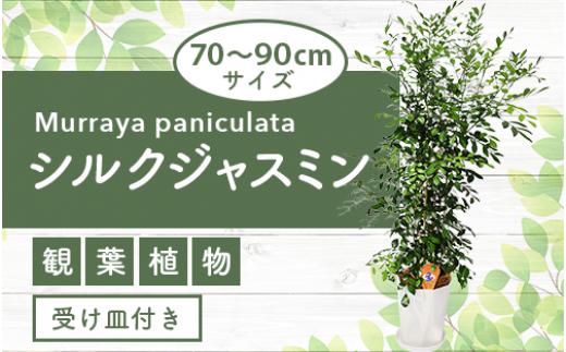 
4月上旬～発送【観葉植物】シルクジャスミン70cm～90cm(鎌ヶ迫園芸場/014-1422) 南国鹿児島県で育った 観葉植物！植物 鉢付 インテリア 室内 オフィス おしゃれ プレゼント ギフト 開店祝い 移転祝い マイナスイオン【配送不可地域：北海道・沖縄県・離島】
