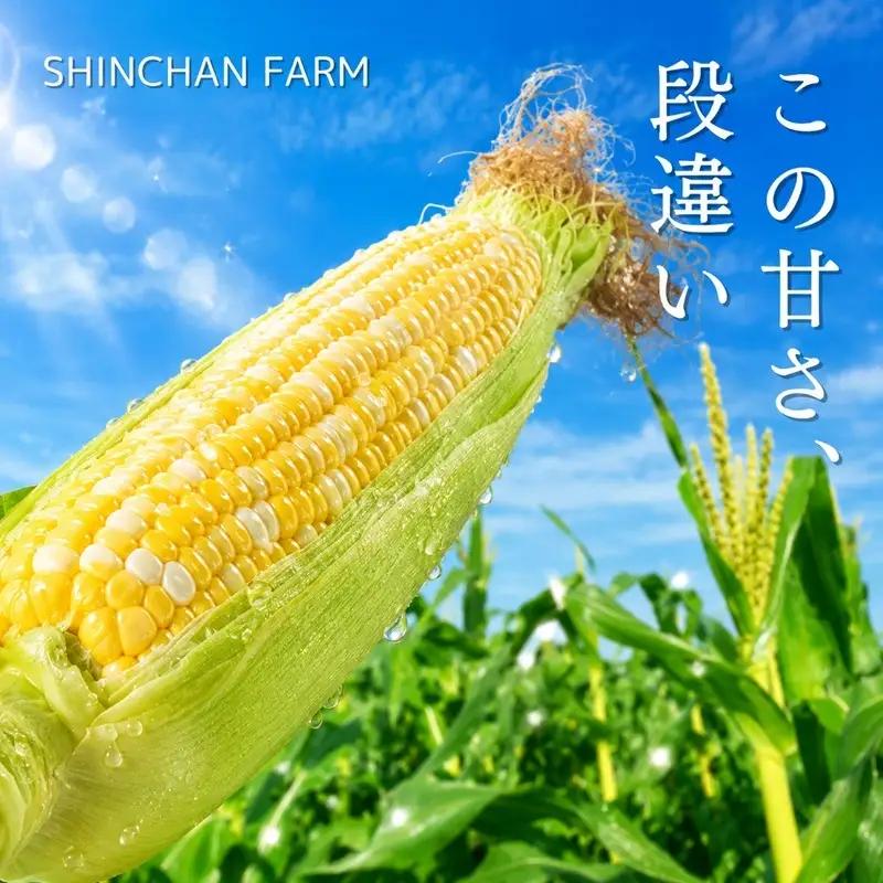とうもろこし 甘々娘 9～11本 森町 とうもろこし