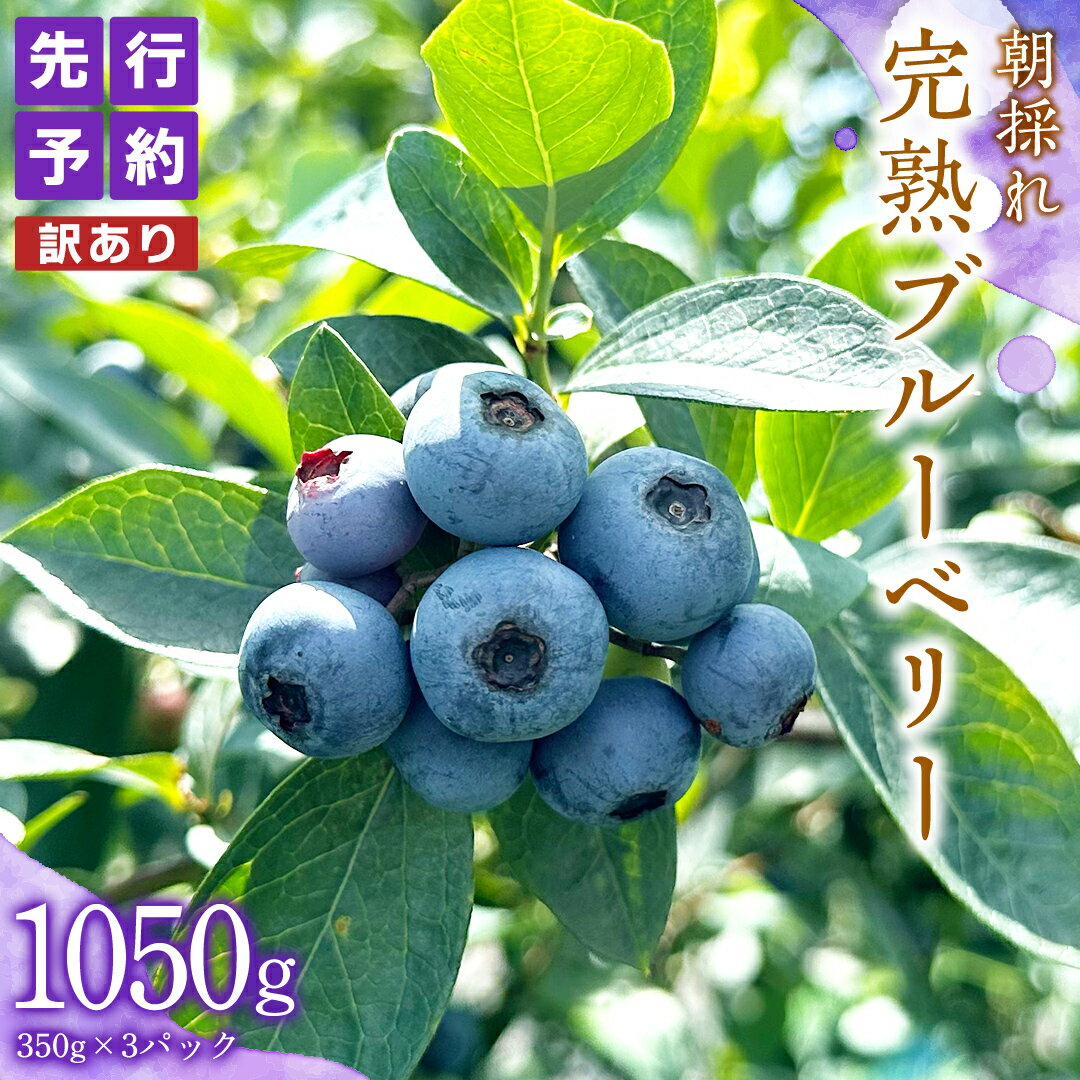 【ふるさと納税】【 訳あり 】 朝採れ 完熟 ブルーベリー 1050g ( 350g × 3パック ) ぶるーべりー フルーツ 果物 くだもの 新鮮 ベリー 小分け 朝どり 国産 生