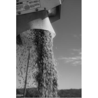 ふるさと納税 筑前町 令和7年産 身体にやさしいお米【栽培期間中、農薬・化学肥料を一切使わず育てたお米】農家直送致します |  | 01