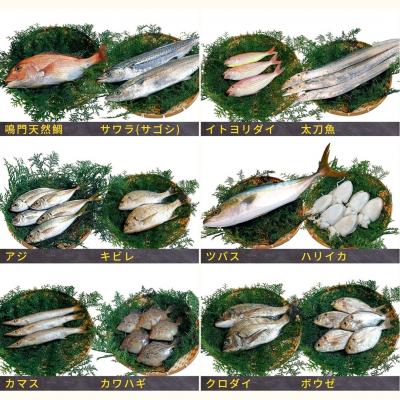 ふるさと納税 鳴門市 鳴門海峡 冷凍鮮魚 セット 3.5kg (魚種:4〜5種) |  | 01
