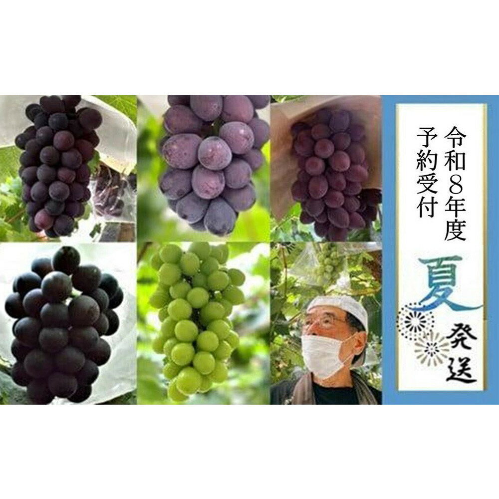 【ふるさと納税】＜2026年 先行受付 8月中旬発送＞【貝塚市産】高級ぶどう3種詰合せ4～5房入り 約2.4kg | 数量限定 先行予約 予約 ぶどう ブドウ 葡萄 お取り寄せ フルーツ 果物 大粒 送料無料 ギフト 贈答 貝塚市 大阪府