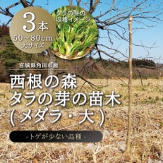 宮城県 西根の森 タラの木の苗木 手掘り苗(タラの芽)50～80cm　3本