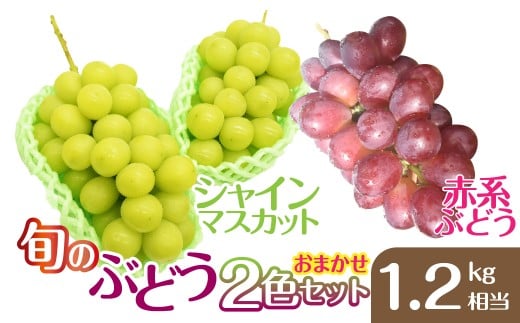 【2026年発送】おまかせ！旬のぶどう2色セット1.2kg相当　［2026年　先行予約　ぶどう　葡萄　シャインマスカット　赤系ぶどう　マイハート　スカーレット　サンシャインレッド　クイーンニーナ　山梨県　笛吹市］ 157-049-26y