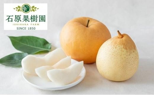 梨 2026年  備前横綱梨（あたご梨） 超大玉2玉（1玉1kg～1.5kg）・備前乙女梨（鴨梨） 4～6玉 詰合せ 合計4kg以上 箱赤秀【岡山県産 フルーツ ギフト 石原果樹園】