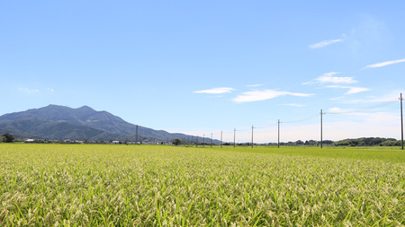 【 令和7年産 】 数量限定 桜川市産こしひかり 5kg（5kg×1袋） [AX018sa]