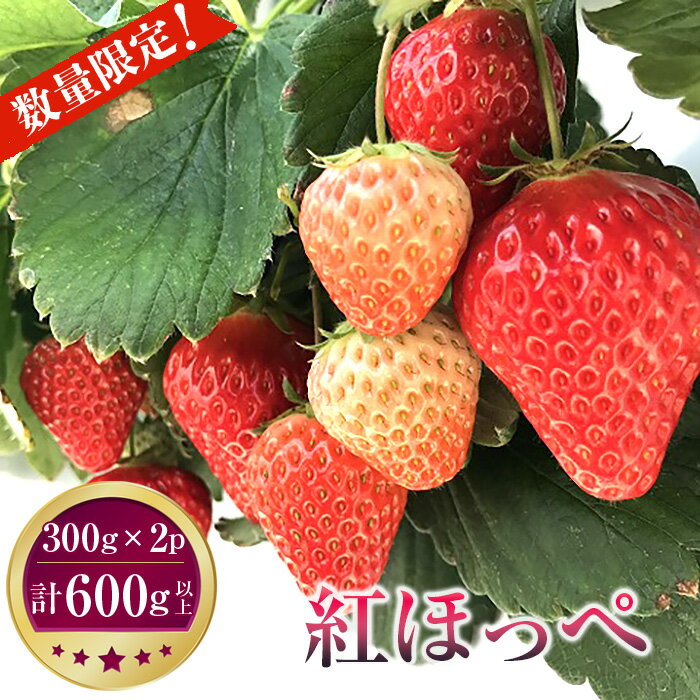 【ふるさと納税】 先行予約［坂東市産］紅ほっぺ　300g×2パック　計600g以上　朝採り直送 ／ いちご イチゴ 苺 完熟 送料無料 茨城県 No.267