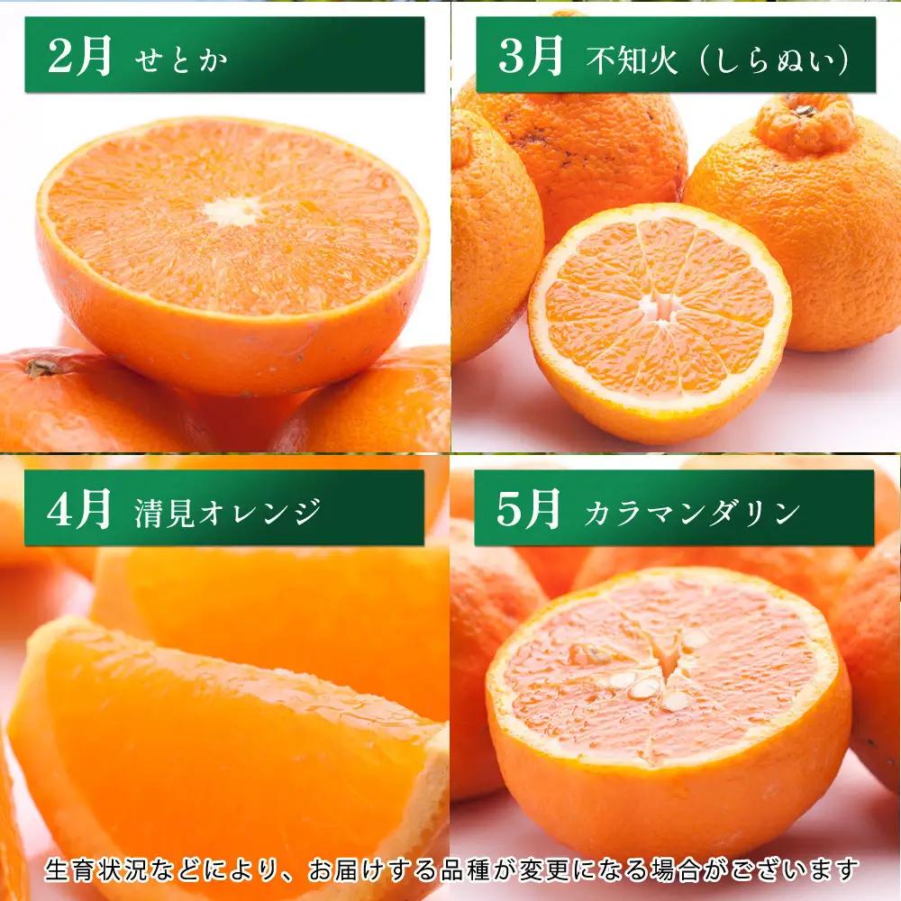 家庭用 柑橘定期便M（毎月）全12回 ［IKE307］